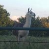 llamamomma84